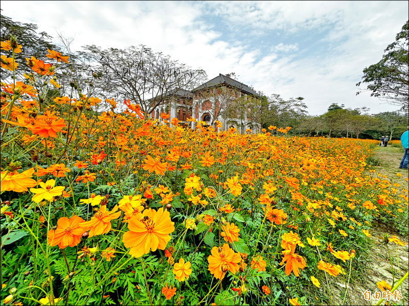 台南山上花園水道博物館波斯菊花海盛開，與百年古蹟建築相映襯。（記者劉婉君攝）