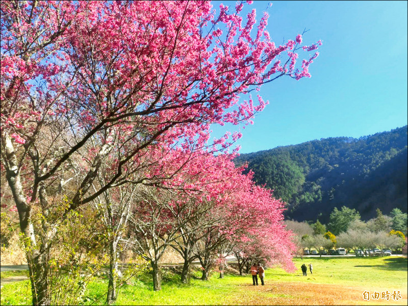 武陵農場櫻花季即將於二月八日到二十九日登場，南谷山櫻花已綻放。（記者張軒哲攝）