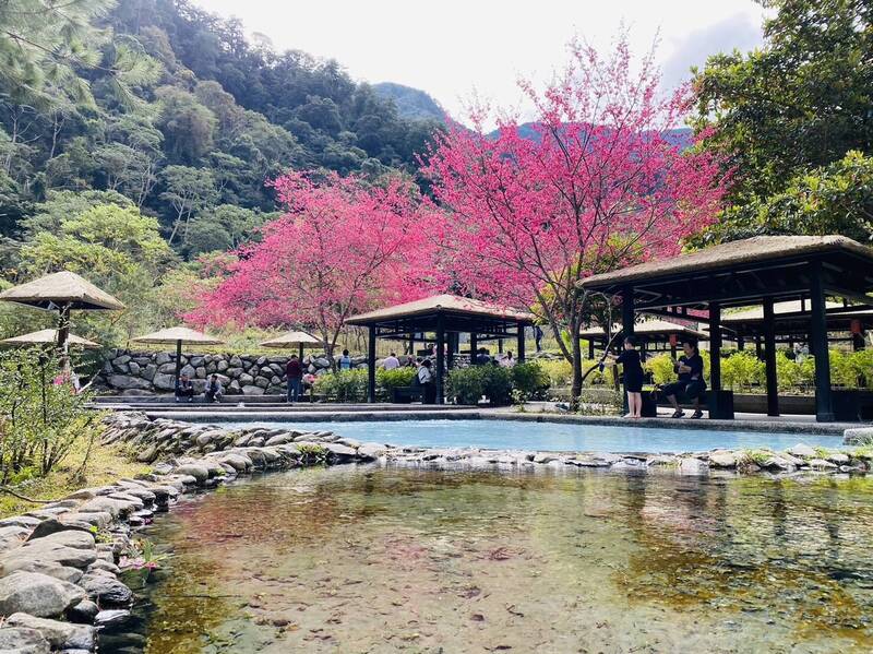 八仙山國家森林遊樂區親水區櫻花盛開。（圖由林業及自然保育署台中分署提供）