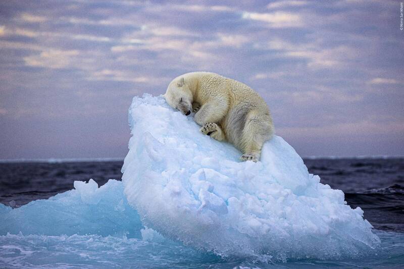 北極熊在漂流冰山上打盹的照片觸動人心，高票奪得年度野生動物攝影師「最佳人氣獎」。（圖擷自WWF臉書）