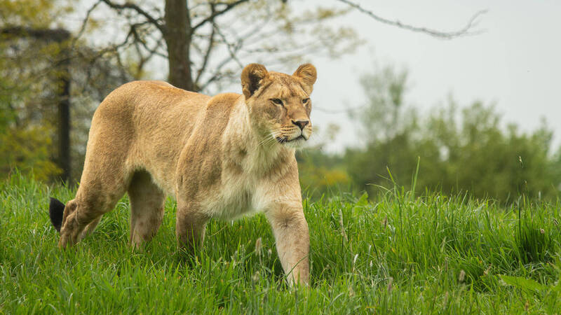 英國ZSL惠普斯奈德動物園（ZSL Whipsnade Zoo）14日向民眾公開募集不想要的香水，改裝成「另類貓草袋」，以維持並訓練園內非洲獅「發掘新味道」的狩獵天性和喜好。（圖擷取自ZSL Whipsnade Zoo官網）