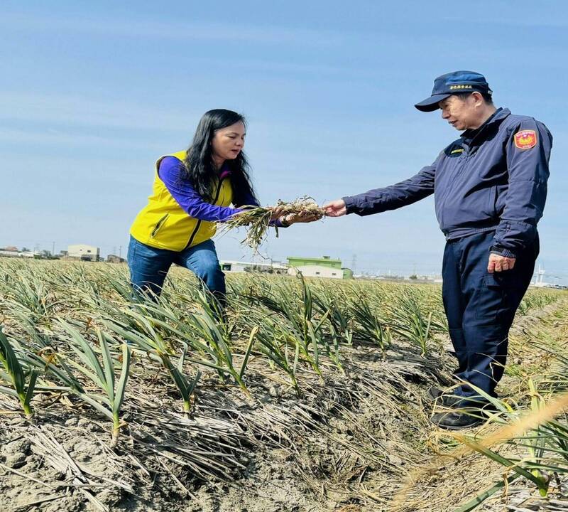 伸港蒜頭採收期引發宵小覬覦,和美警分局決定從19日起加派警力到蒜頭產區巡邏「護蒜」。(賴清美提供) 伸港蒜頭採收期引發宵小覬覦,和美警分局決定從19日起加派警力到蒜頭產區巡邏「護蒜」。(賴清美提供)