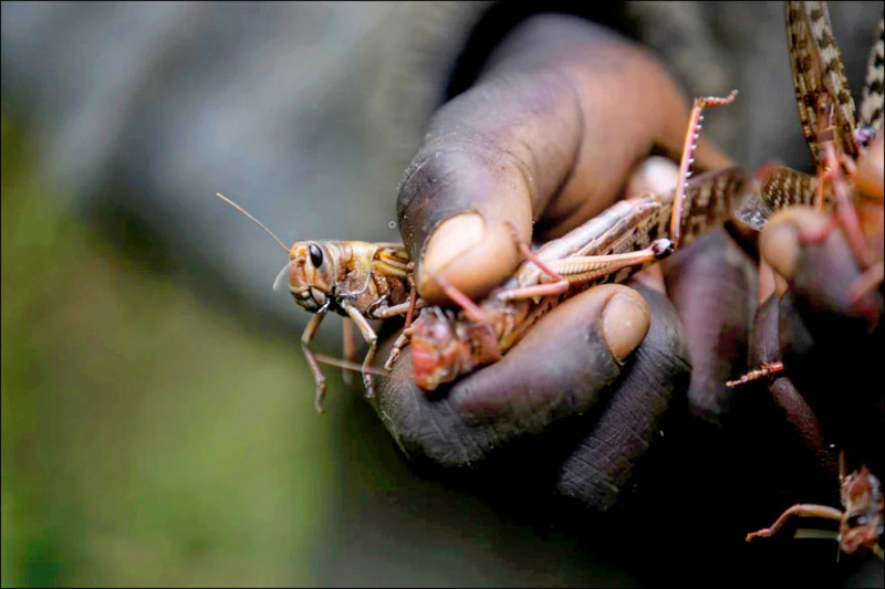 Locust outbreaks could get worse as global temperatures continue to