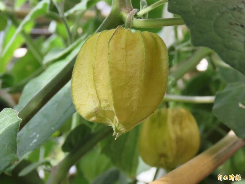 湖西鄉長陳振中秘密花園，種植燈籠果。（記者劉禹慶攝）