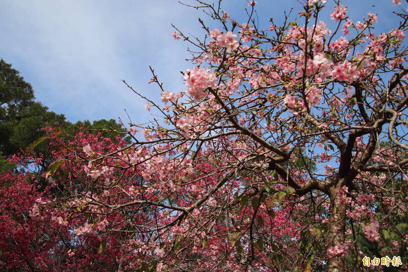 新竹縣新埔鎮的日本公園櫻花林目前正在盛開，是就近賞花的好去處。（記者黃美珠攝）