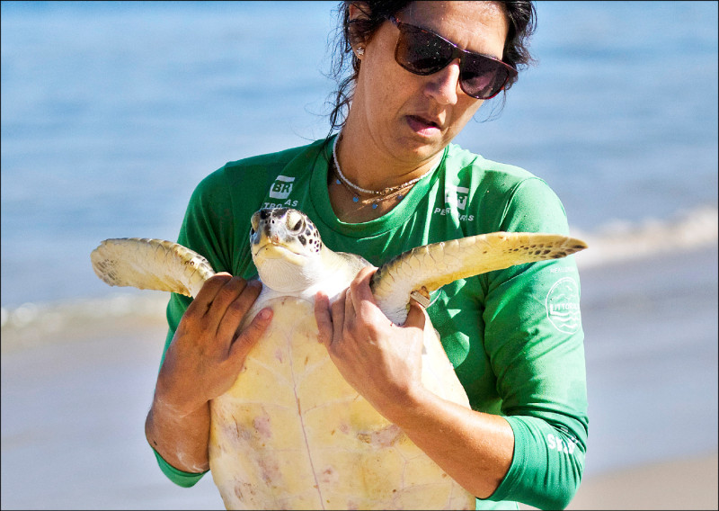 巴西志工协助一只被捕获的海龟。联合国报告指出，全球进半数迁徙动物正减少。（美联社）(photo:LTN)