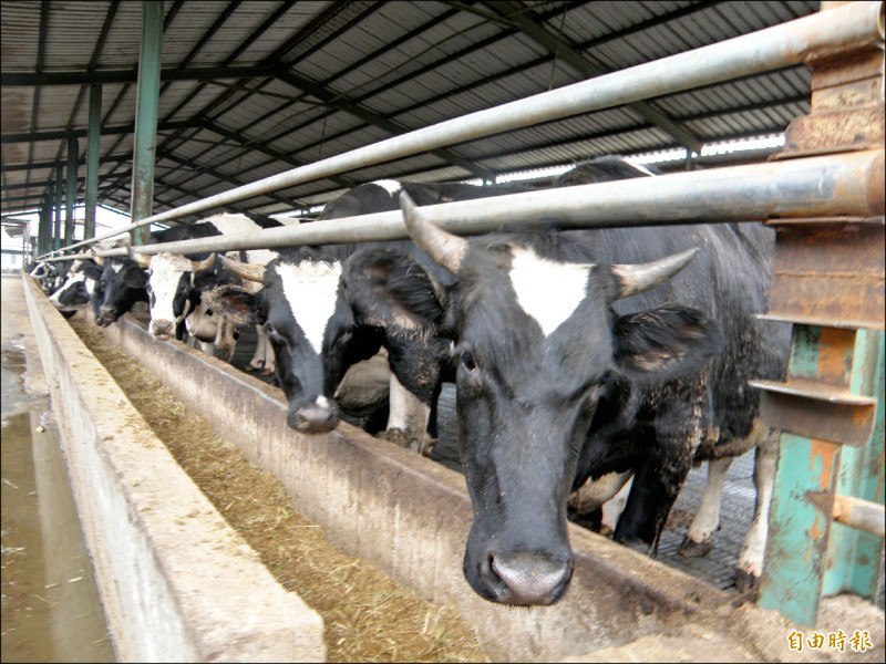 農業部近期制定肉牛友善飼養系統定義與指南，肉牛產業界表示肯定。（資料照，記者劉婉君攝）