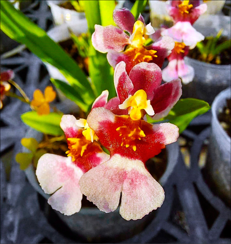 耗時８年育成新品 興大清新文心蘭誕生