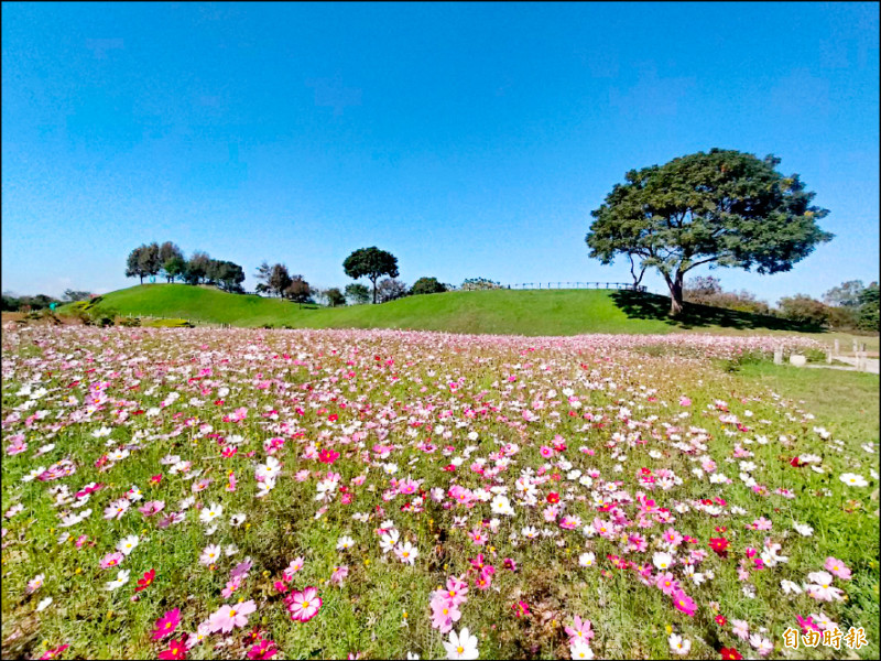 后里環保公園1.2公頃的大波斯菊綻放。（記者張軒哲攝）