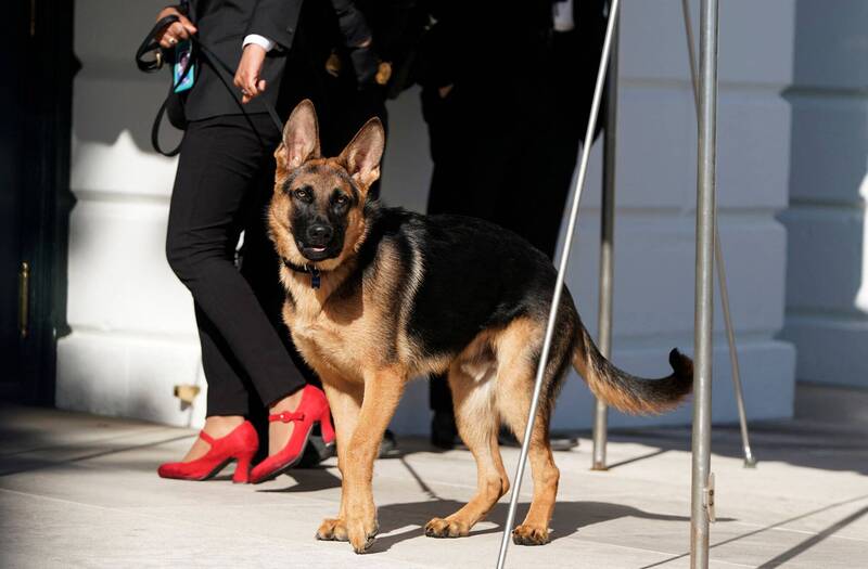 美国总统拜登饲养的德国牧羊犬「指挥官」（Commander），过去曾多次传出咬伤白宫特勤人员的纪录。（资料照，路透）(photo:LTN)