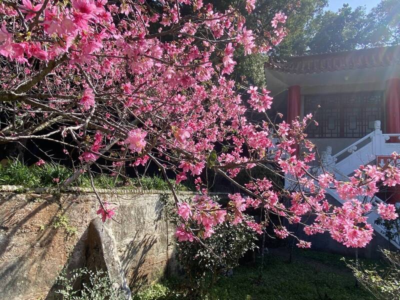 彰化花壇虎山巖不只李花盛開，還有緋紅的櫻花綻放。（參山處提供）