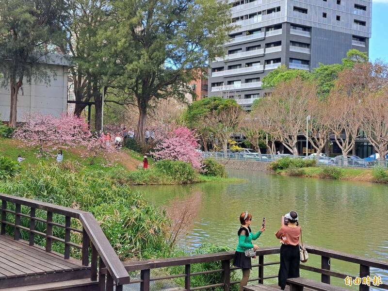 賞花燈兼賞夜櫻，新竹市新竹公園的櫻花已開7成，越夜越美麗！（記者洪美秀攝）