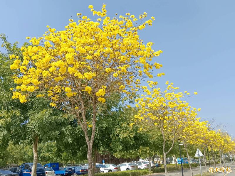 台中太平坪林森林公園種植的黃花風鈴木近日盛開，整排金黃色的花朵相當吸引人。（記者陳建志攝）