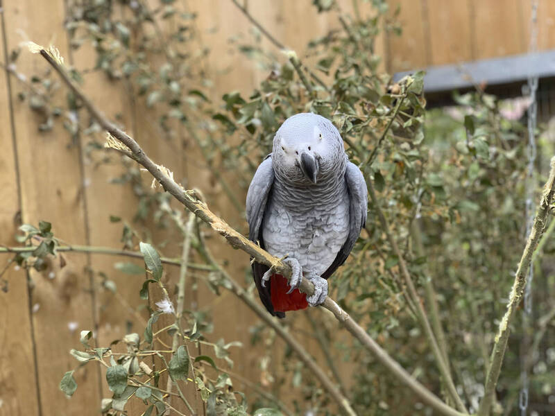 英國林肯郡野生動物園裡面，有8隻非洲灰鸚鵡因為超愛「出口成髒」而爆紅，不過牠們已於上個月被帶去矯正，園方透露最新訓練成果，有減少罵髒話，改成在2月期間不斷唱《耶誕快樂》。（美聯社資料照）