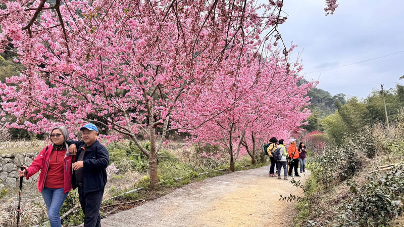 雲林縣古坑鄉的石壁美人谷，是在地知名的賞櫻景點。（雲林縣文化觀光處提供）