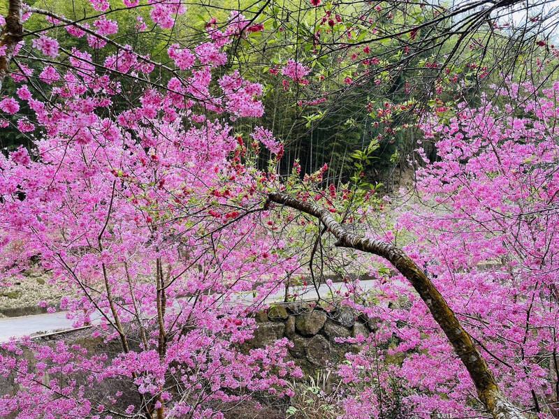 石壁美人谷櫻花美麗綻放，花況預估2月底3月初將達全開。 （雲林縣文化觀光處提供）