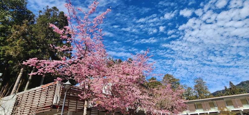 阿里山櫻花季3月10日登場至4月10日，12天例假日限時禁行小客車。（公路局提供）