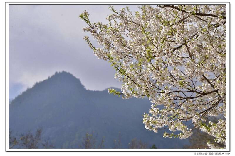 霧社櫻的花瓣潔白如雪，有別於一般常見花瓣緋紅的山櫻花。（雪霸國家公園管理處提供）