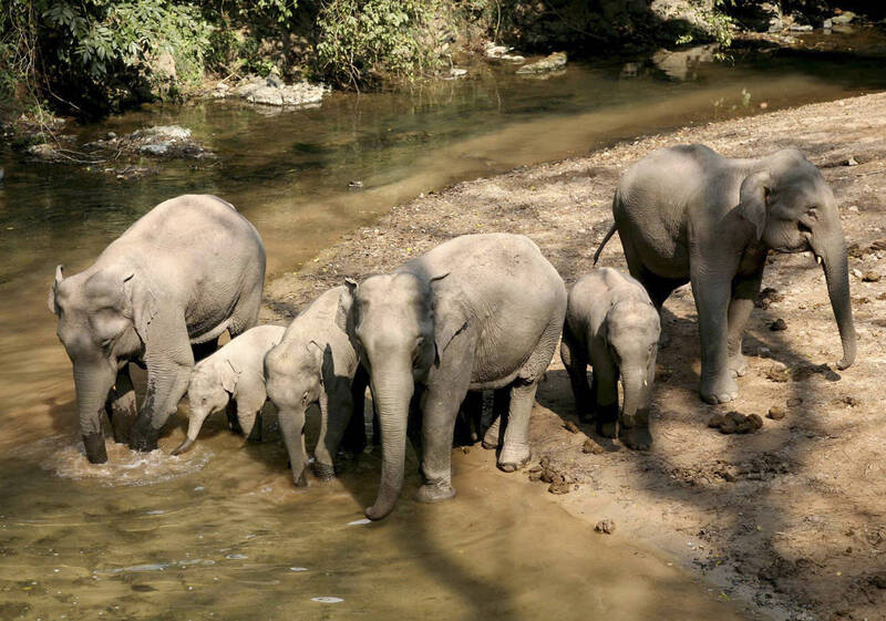 印度一份研究描述亞洲象送別死去小象的行為，類似人類的葬禮。圖為中國雲南的象群。（美聯社）