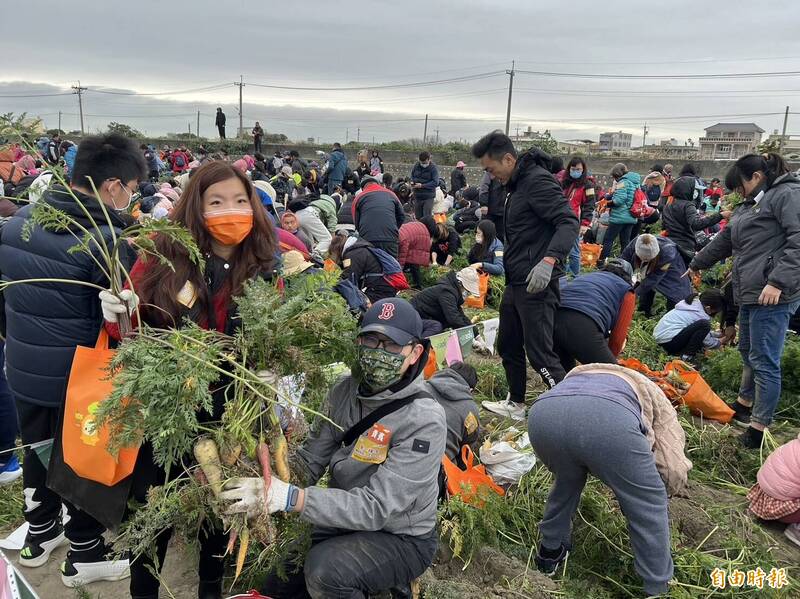 來自全國各地1萬5000人一起下田體驗拔彩色胡蘿蔔。（記者黃淑莉攝）