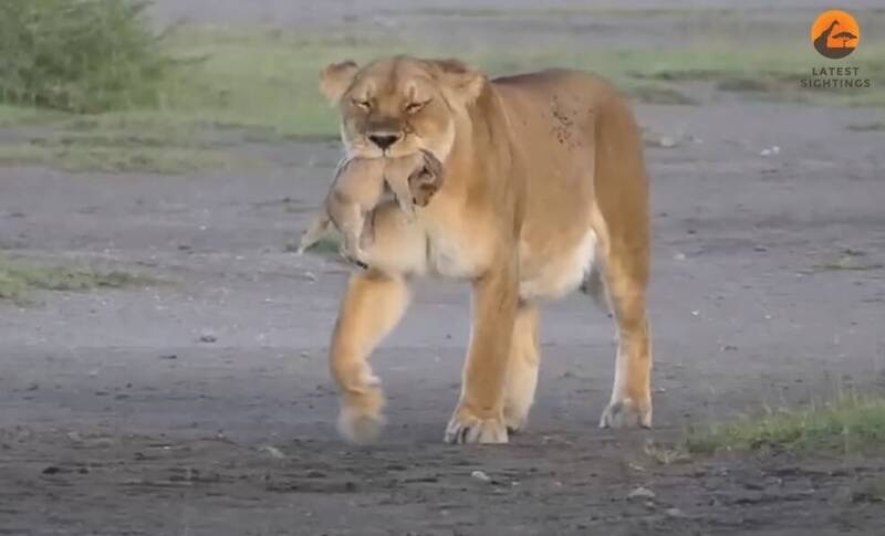 母獅嘴裡叼著小獅子（圖），走一小段路後將寶寶放下舔舐，後來竟咬掉小獅子的頭吞下肚。（翻攝YT頻道「Latest Sightings 」）