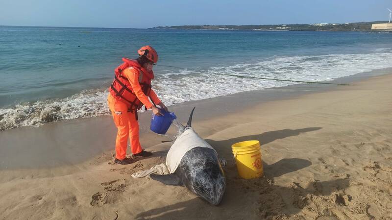 墾丁南灣花紋海豚擱淺，海巡、經志工全力搶救仍死亡 。（民眾提供）