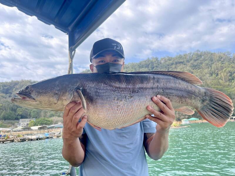 日月潭近期氣溫回升、水位下降，可見「湖中惡霸」魚虎蠢動覓食，就有釣客幸運捕獲12台斤胖魚虎。（「日月潭一等高」提供）