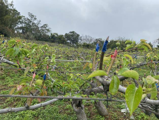 新竹縣新埔、芎林高接梨穗因為1月底寒害，可申請現金救助。（取自竹縣府官網）