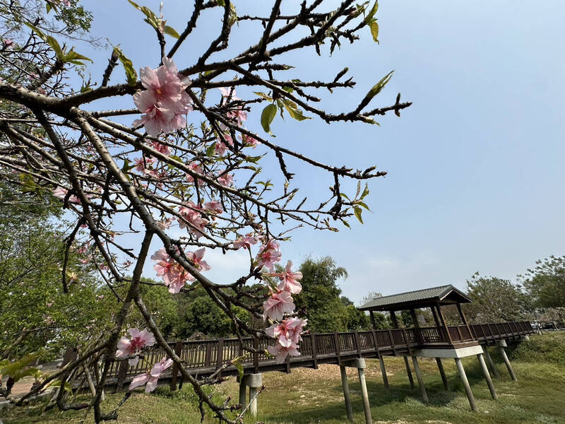 台南山上花園水道博物館淨水池區櫻花綻放約4成，創開園5年來最晚開紀錄。（山上花園水道博物館提供）