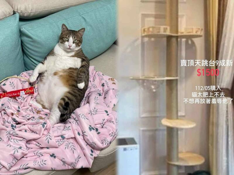 台灣一名飼主發文出售一座貓跳台，並透露出售原因全是因「愛貓太肥」，引發大批網友好奇，事後飼主也秀出愛貓本尊「巨照」來回應眾人疑惑。（圖由飼主彭宇暄授權使用，本報合成）