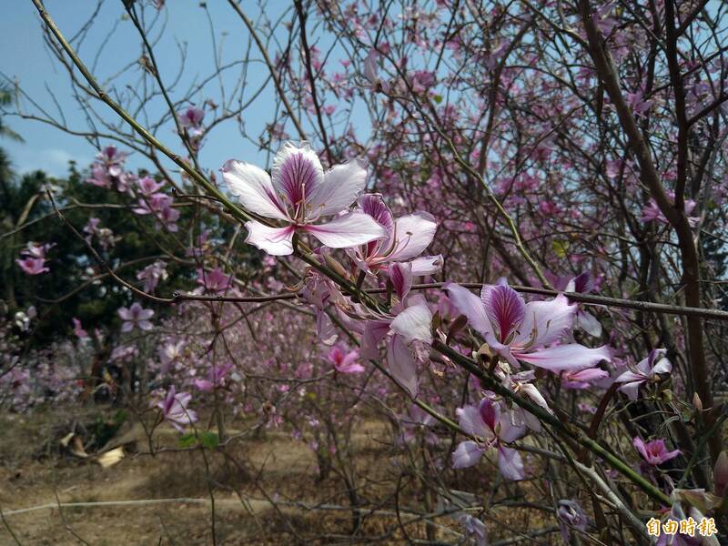 台南公園羊蹄甲林復育10年有成，目前正值花季盛開。（記者蔡文居攝）