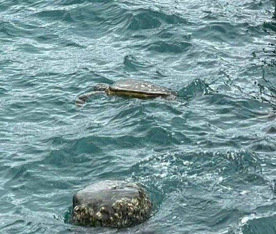 西嶼合界岸邊出現海龜漂浮，民眾緊急通報海巡單位。（民眾提供）