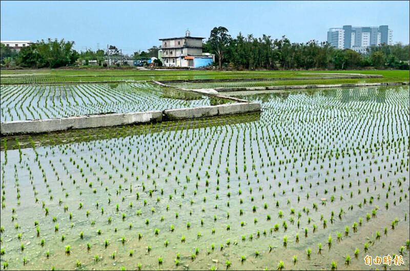 石門水庫蓄水量已不到4成，農水署表示，桃園地區農業用水確實較為緊張，但之前已透過埤塘等設施做好水資源調度，可順利完成灌溉作業。（資料照）