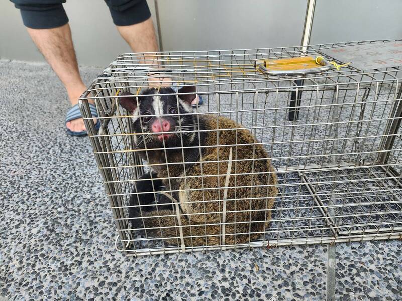 新北市動物保護防疫處去年接獲的62件野生動物誤入住家案件中，有34件屬於白鼻心。（新北市動保處提供）