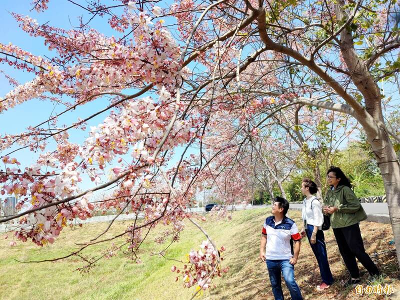 仁德滯洪池畔栽種約300株的花旗木，逐漸綻放中。（記者吳俊鋒攝）