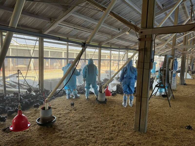 虎尾一處養雞場確診H5N1亞型高病原性禽流感，防疫人員撲殺雞隻。（雲林縣府提供）