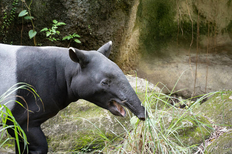 台北動物園內的馬來貘「貘豆」20日傍晚已抵達日本名古屋東山動植物園，將與櫻花貘建立新家族。（台北動物園提供）