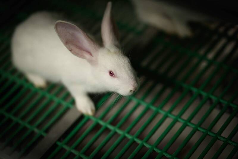 荷兰年仅9岁男童在动物园徒手残杀9只兔子和2只天竺鼠。兔子示意图，与本文无关。（法新社）(photo:LTN)