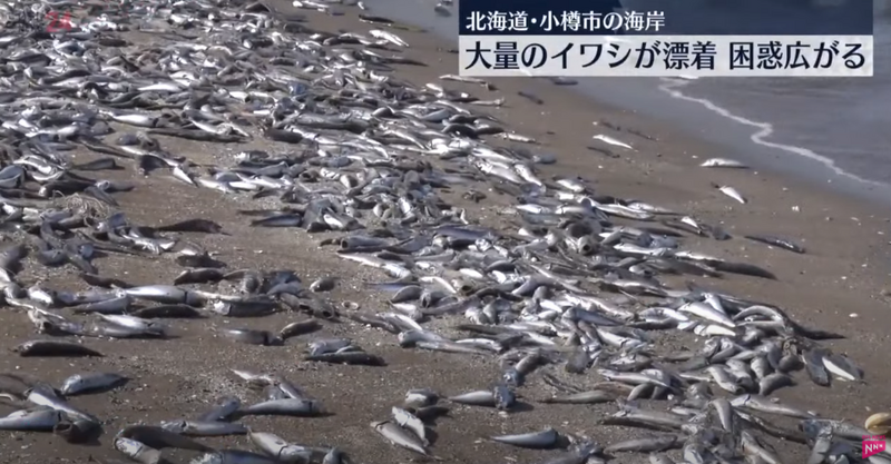 日本北海道小樽市一处海岸近日出现诡异现象，大量沙丁鱼群尸体被沖上海岸，且数量竟多到尸体绵延在7公里的海岸线上，甚至有些已开始腐烂。（图片撷取自youtube@ntv_news）(photo:LTN)