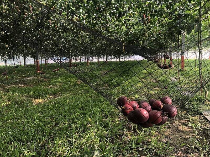 高改場直授3訣竅 搖身變百香果達人