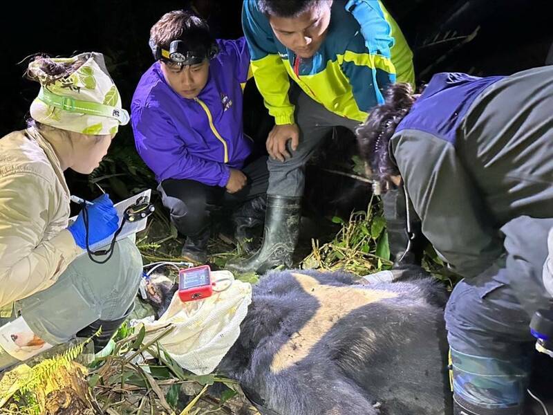 台灣黑熊受困套索雖獲救，醫治4天仍敗血症死亡。（記者黃明堂翻攝）