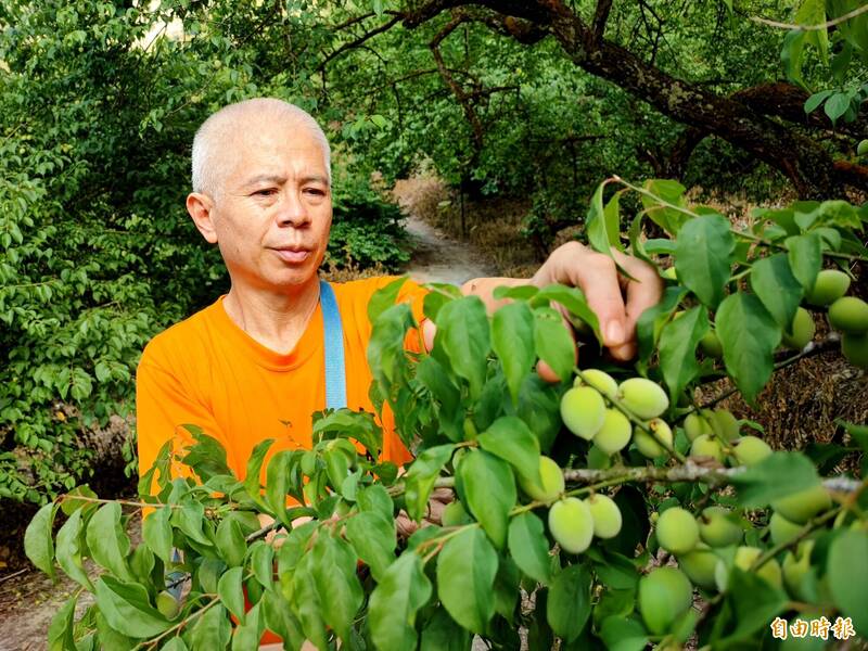 [新聞] 台南梅嶺梅子產量銳減 農民：恐是20年來