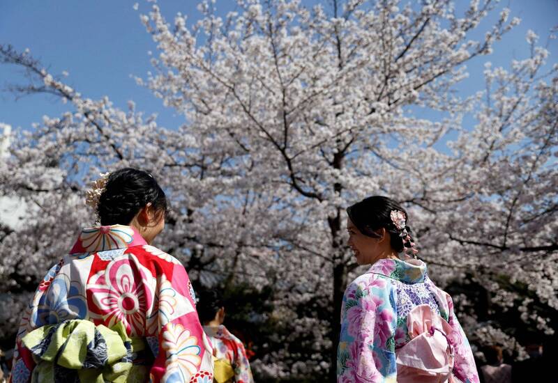 京都地方气象台今宣布，京都樱花开花了；图为去年京都樱花一景。（路透）(photo:LTN)