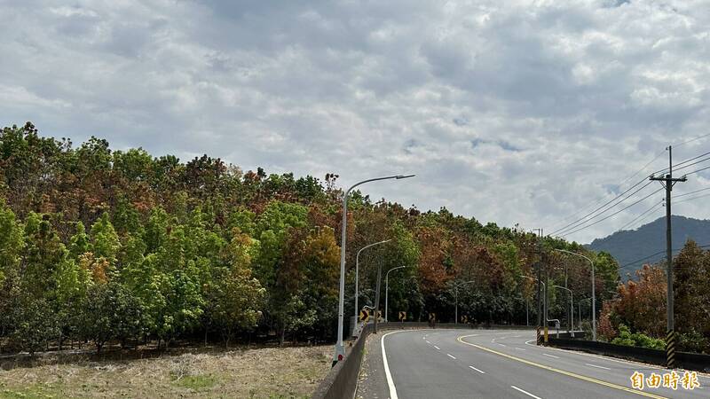 從南化北寮沿台20線往寶光聖堂路上,可看到正值變色落葉的桃花心木,色彩繽紛。(記者劉婉君攝) 從南化北寮沿台20線往寶光聖堂路上,可看到正值變色落葉的桃花心木,色彩繽紛。(記者劉婉君攝)
