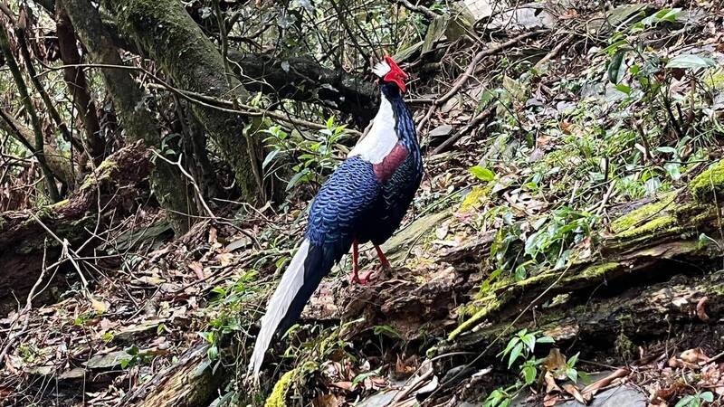 大武山成年禮今年在登山步道旁的林間喜遇藍腹鷳。（屏東大學校長陳永森提供）