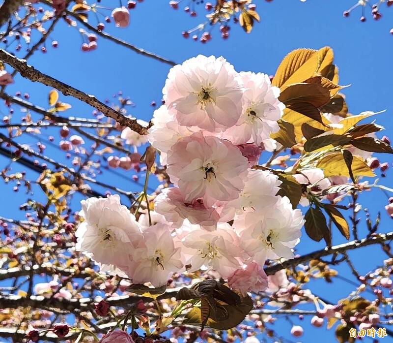 阿里山花季尾聲由普賢象櫻壓軸。（記者蔡宗勳攝）