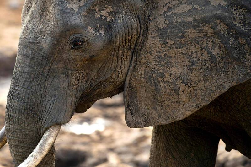尚比亚西部的国家公园发生一起骇人大象杀人事件，导致一名高龄妇人伤重离世。（示意图，法新社）(photo:LTN)