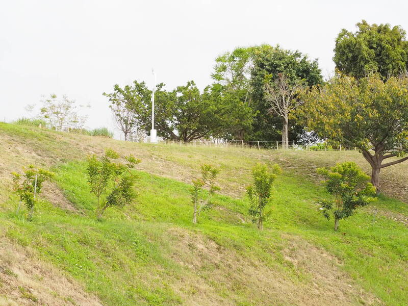 科博館提供臺灣原生樹種在中央公園種植。（科博館提供）