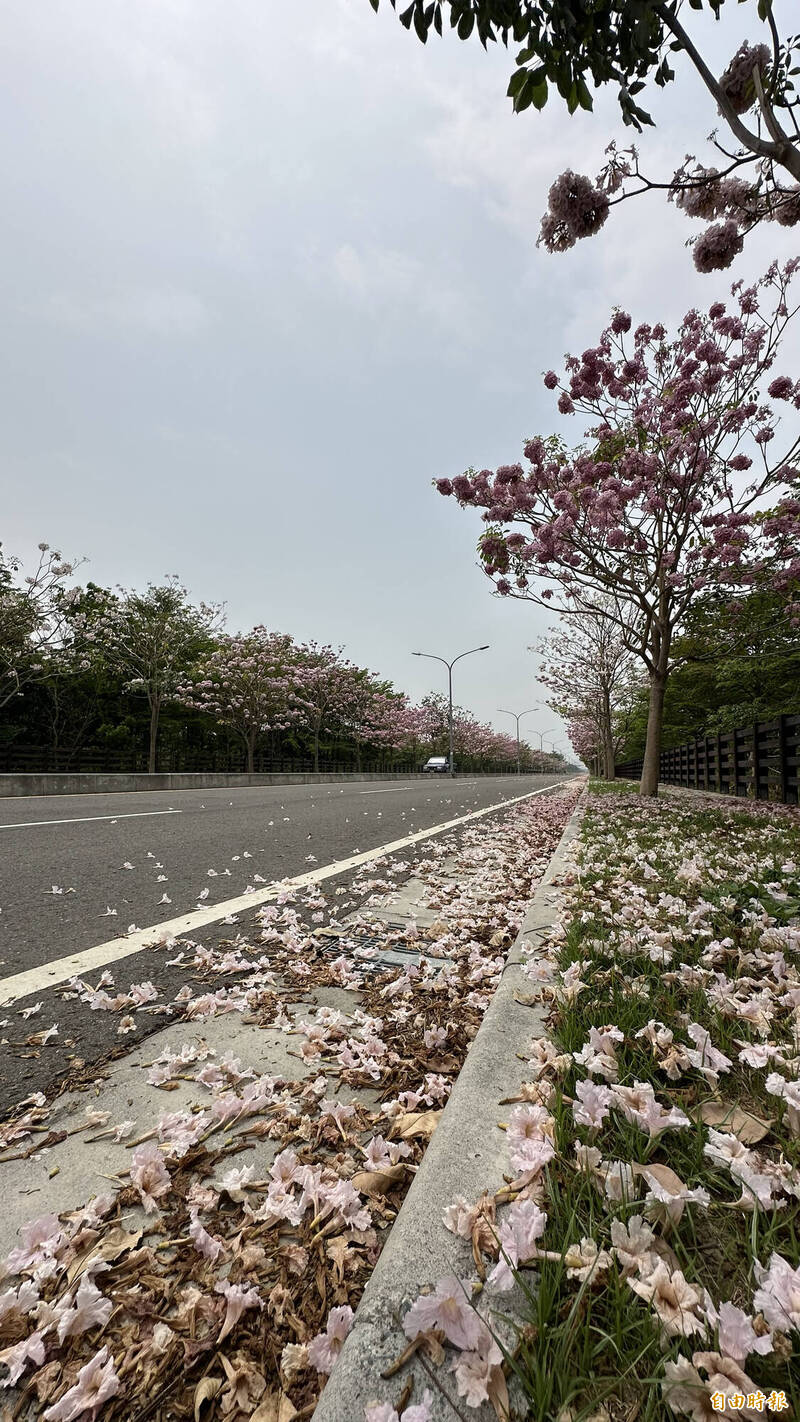 台南關廟五甲路、歸仁區歸仁十三路2段兩旁的洋紅風鈴木綻放，形成長達3公里的浪漫粉紅道。（記者劉婉君攝）