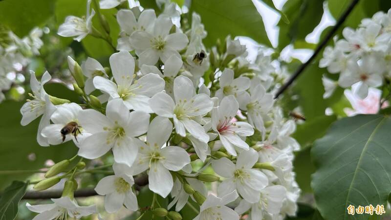 楠西梅嶺的油桐花盛開。（記者劉婉君攝）